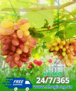 Chùm nho ngón tay đỏ 152 trên giàn