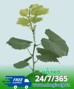Cây giống nho ngón tay đỏ 152 khỏe mạnh