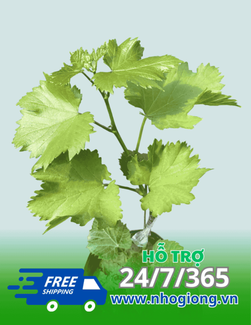 Hướng Dẫn Trồng Nho Ngón Tay Xanh 48