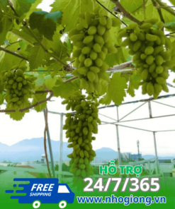 Nho Ngón Tay Xanh 48 – Giống Nho Độc Đáo, Dễ Trồng, Nhanh Cho Trái