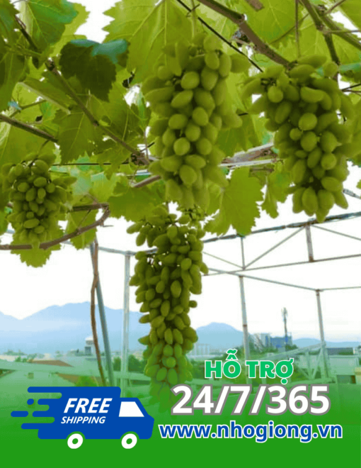 Nho Ngón Tay Xanh 48 – Giống Nho Độc Đáo, Dễ Trồng, Nhanh Cho Trái