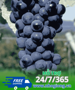 Đặc Điểm Nổi Bật Của Nho Mê Ly Muscat Bailey