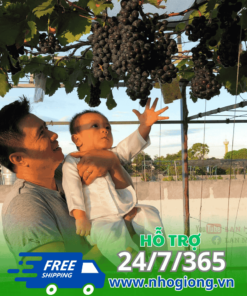 Nho Hạ Đen Không Hạt