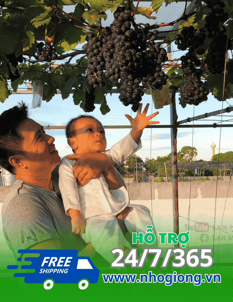 Nho Hạ Đen Không Hạt