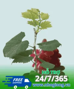 Cây nho ngón tay đỏ 152 giống