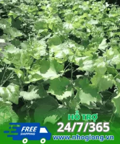 Vườn nho ngón tay đỏ 152