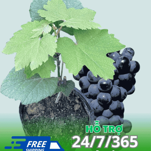 Nho Mê Ly Muscat Bailey