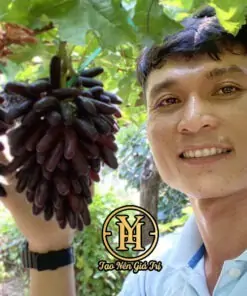 Chùm nho ngón tay đen không hạt trên cây