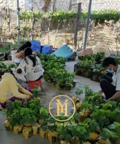 Quy trình đóng gói vận chuyển cây nho giống