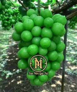 Chùm trái nho Mẫu Đơn Xanh Shine Muscat
