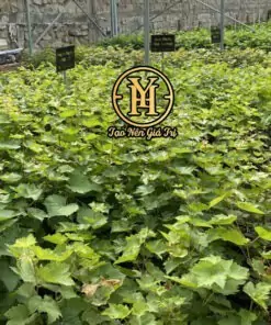 Vườn ươm cây nho ngón tay đen không hạt