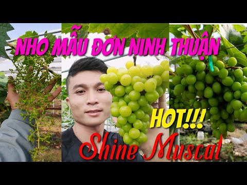 Nho mẫu đơn
