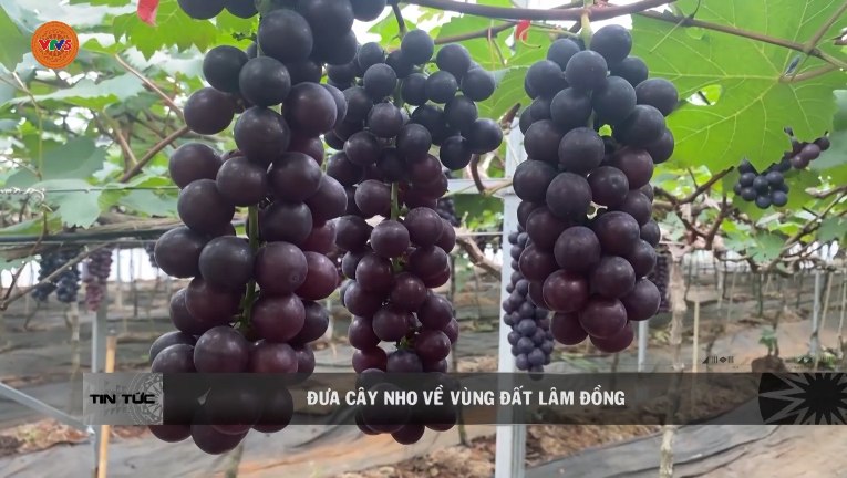 Thành Công Từ Mô Hình Trồng Nho Ở Đức Trọng - Hướng Đi Mới Cho Bà Con Nông Dân