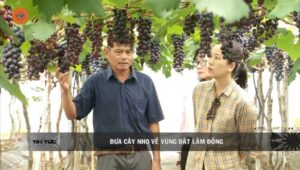 Vườn nho đức trọng lâm đồng