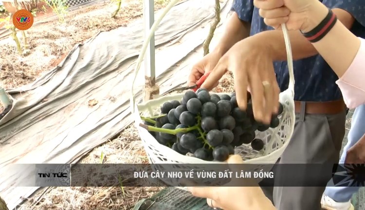 Thành Công Từ Mô Hình Trồng Nho Ở Đức Trọng - Hướng Đi Mới Cho Bà Con Nông Dân