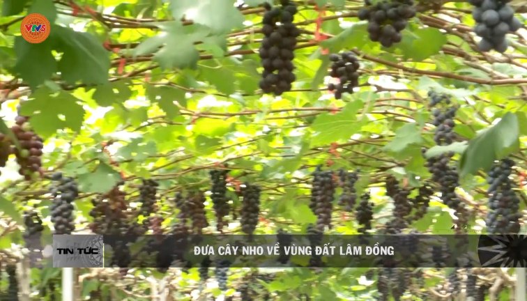 Thành Công Từ Mô Hình Trồng Nho Ở Đức Trọng - Hướng Đi Mới Cho Bà Con Nông Dân
