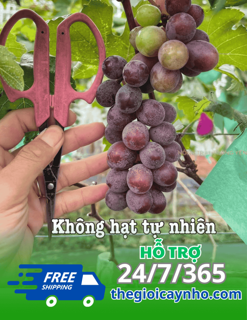 Nho Passion Chanh Dây