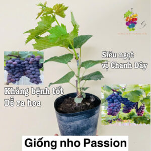 Khám Phá Nho Passion Chanh Dây: Hương Vị Độc Đáo Và Lợi Ích Tuyệt Vời