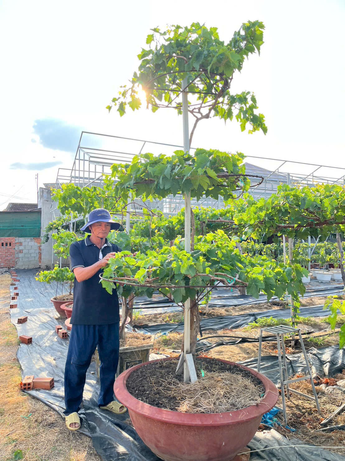 Nông Trại Hoàng Yến Ra Mắt Chậu Nho Kiểng “Siêu Khủng” Dự Kiến Trĩu Quả Dịp Tết 2026