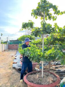 Nông Trại Hoàng Yến Ra Mắt Chậu Nho Kiểng “Siêu Khủng” Dự Kiến Trĩu Quả Dịp Tết 2026