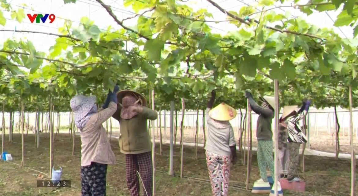 Điểm Nhấn Trong Chương Trình Hỗ Trợ Nông Dân Trồng Nho Táo