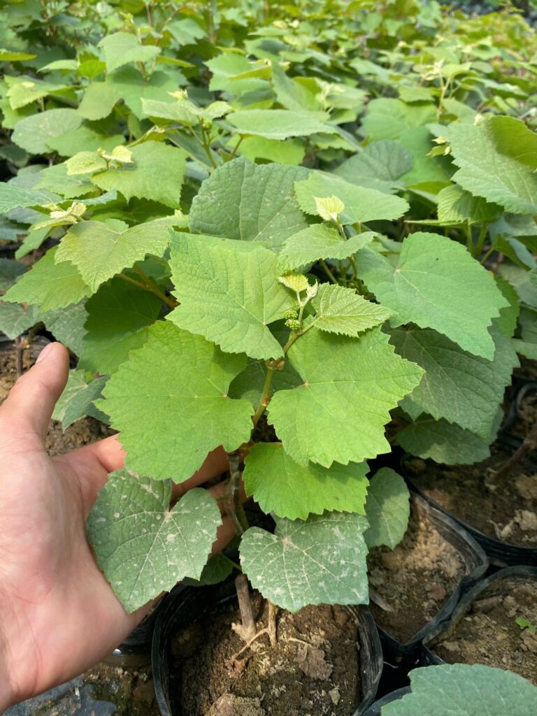 Cây Nho Giống Ninh Thuận Chất Lượng Cao