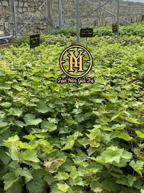 Cây nho ngón tay đen không hạt