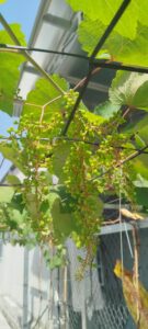 Thực tế vườn nho sau 4 tháng trồng – Sai trái bất ngờ