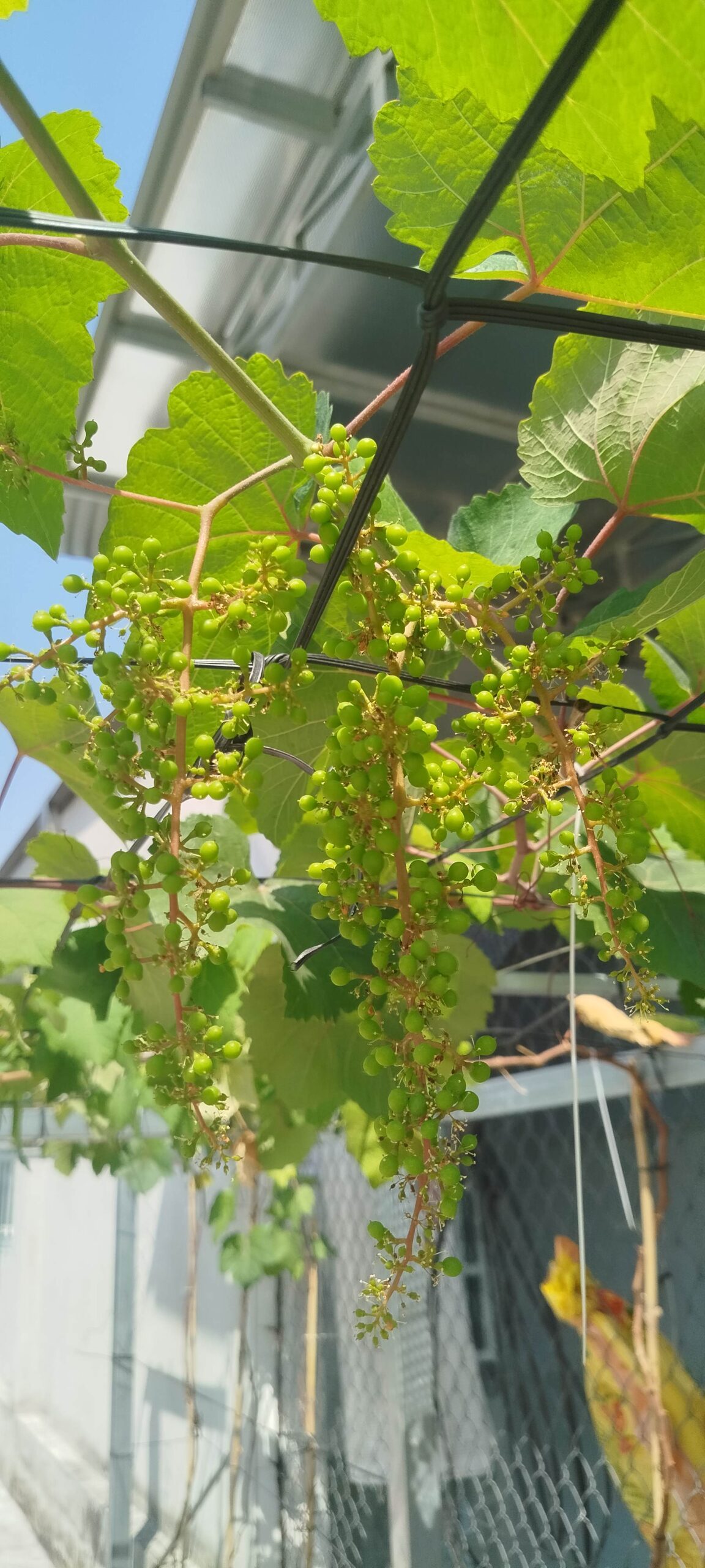 Thực tế vườn nho sau 4 tháng trồng – Sai trái bất ngờ