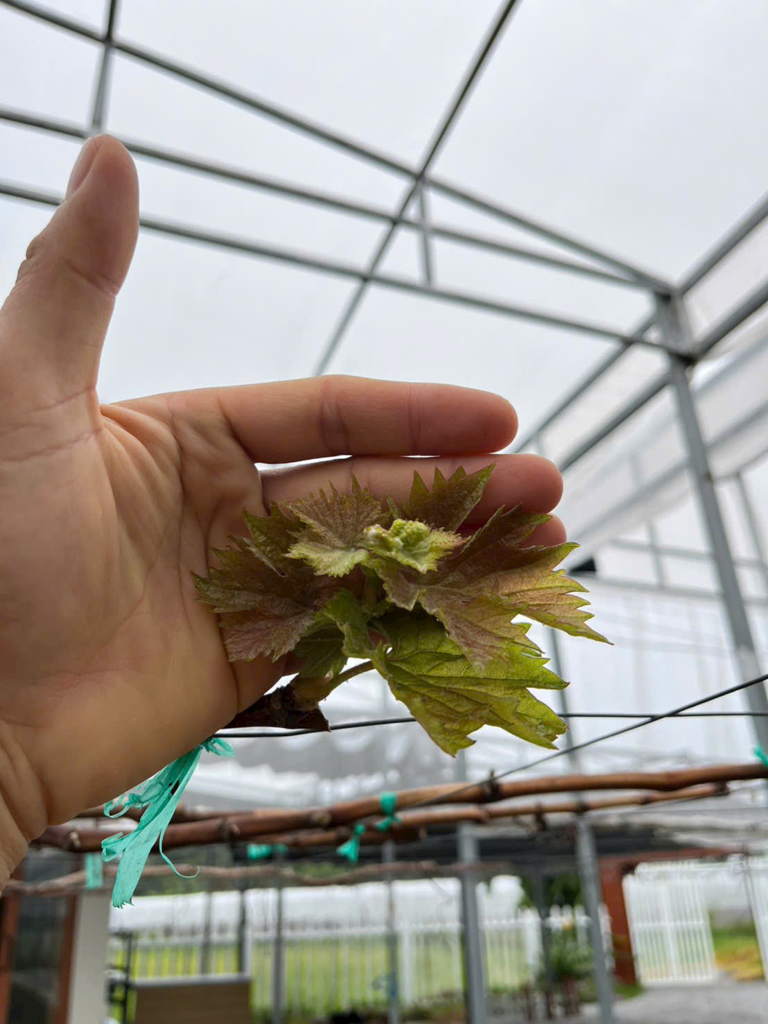 Nho Ra Hoa Cần Làm Gì? Bí Quyết Giúp Đậu Trái Cao, Trái To Ngọt