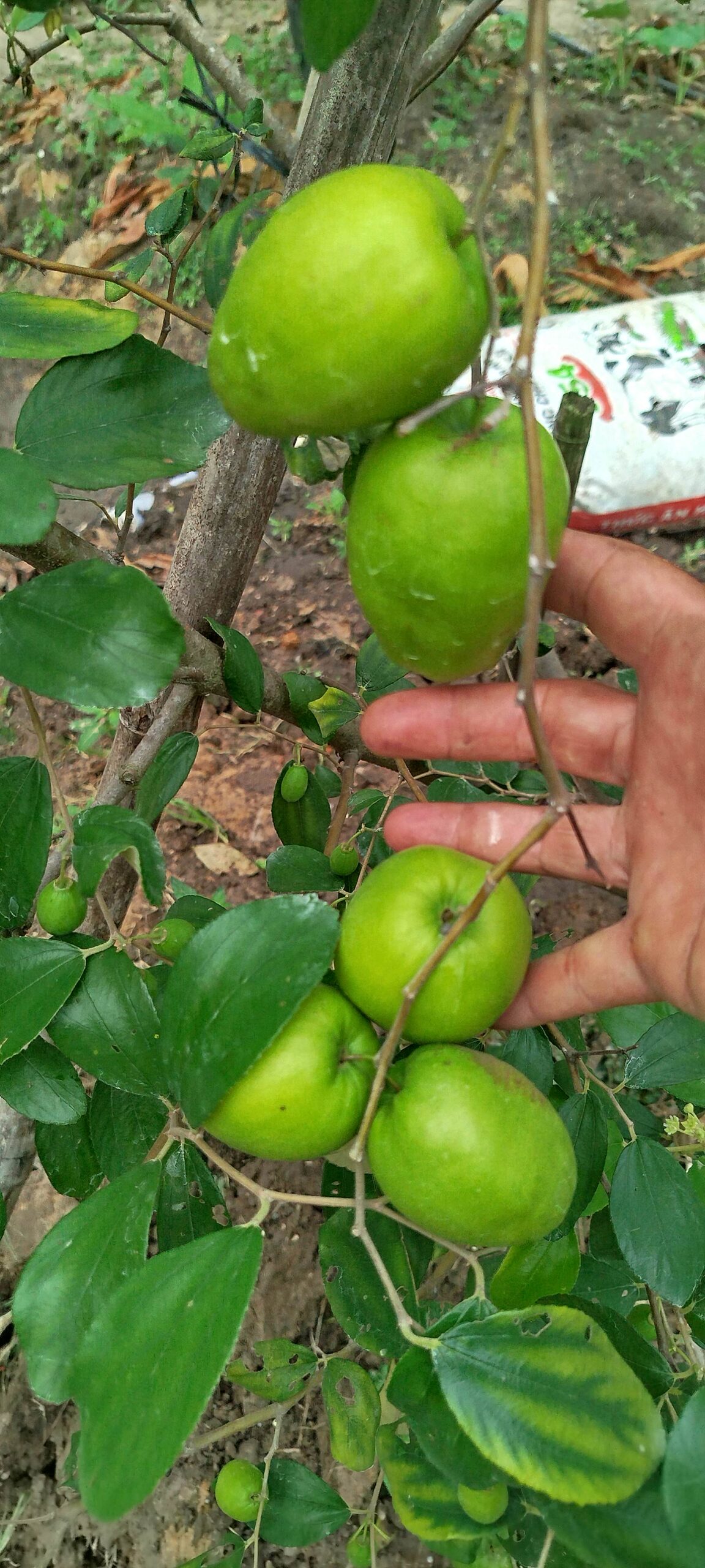 Táo sai trái nhưng không tỉa = trái nhỏ, ít ngọt