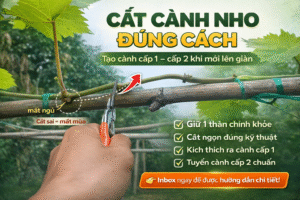 Cho Cây Nho Chuẩn Kỹ Thuật – Giúp Cây Nhanh Ra Trái, Sai Quả