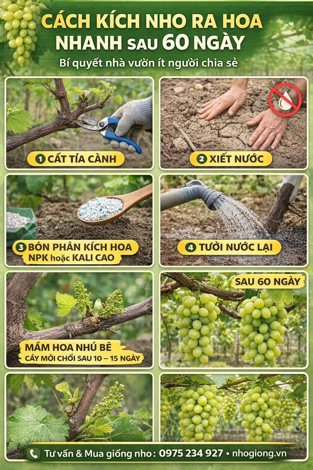 Cách kích nho ra hoa nhanh sau 60 ngày – Bí quyết nhà vườn ít người chia sẻ