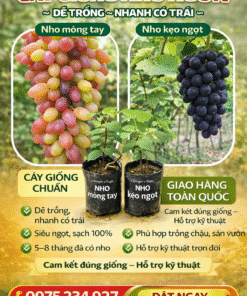 Combo 2 Cây Nho Giống: Nho Móng Tay + Nho Kẹo Ngọt (Giá Tốt 150K)