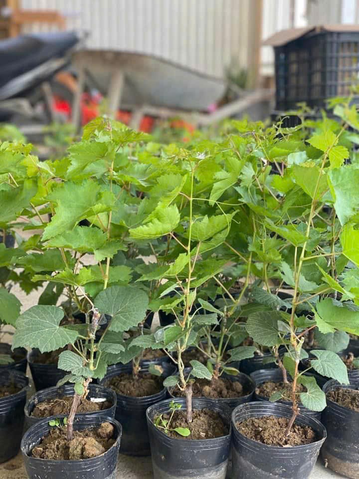 Vườn cây nho giống ninh thuận