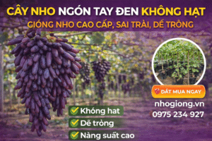 Cây Nho Ngón Tay Đen Không Hạt – Giống Nho Cao Cấp, Sai Trái, Dễ Trồng