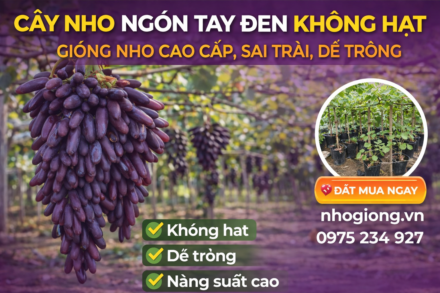 Cây Nho Ngón Tay Đen Không Hạt – Giống Nho Cao Cấp, Sai Trái, Dễ Trồng