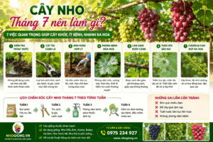 Tháng 7 nên làm gì để cây nho phát triển mạnh, nhanh ra hoa và sai trái?