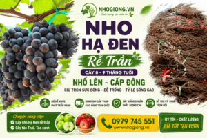 Nho Hạ Đen Không Hạt Rễ Trần