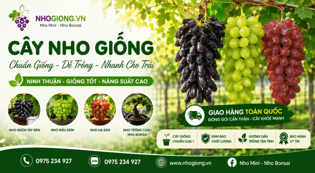 nho giống